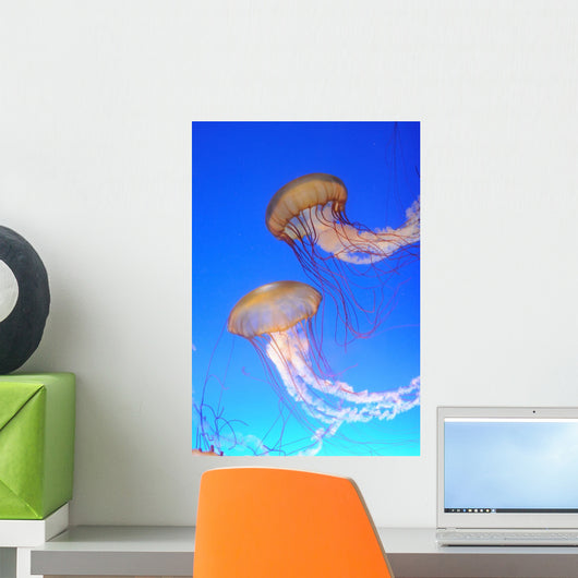 Chrysaora fuscescens jellyfish in blue water