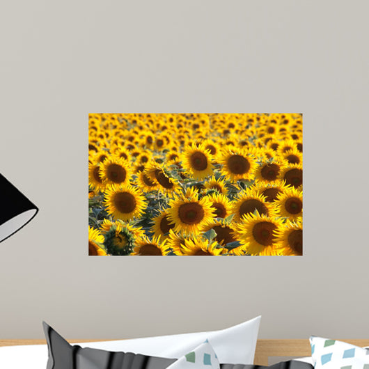 campo di girasoli