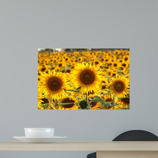 campo di girasoli