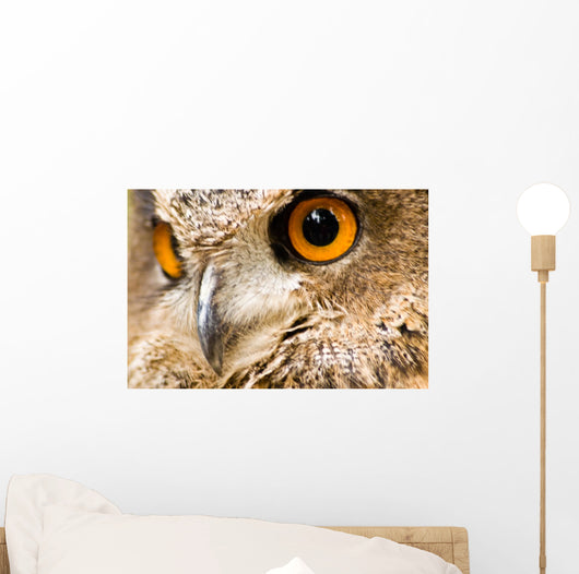 Eagle Owl - Bird of Prey Wall Mural