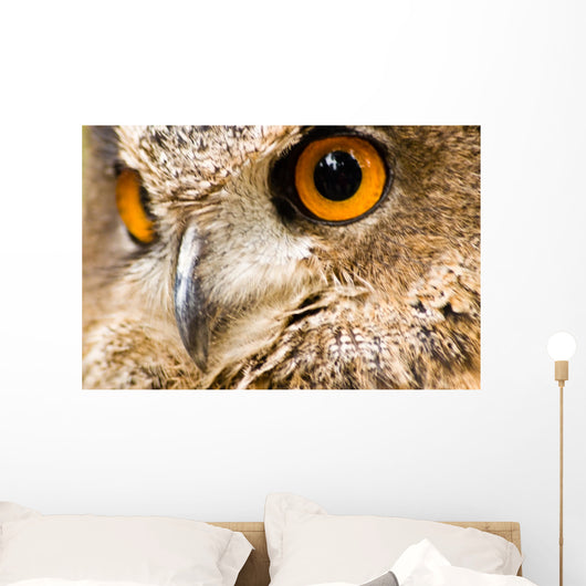 Eagle Owl - Bird of Prey Wall Mural