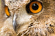 Eagle Owl - Bird of Prey Wall Mural