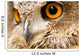 Eagle Owl - Bird of Prey Wall Mural
