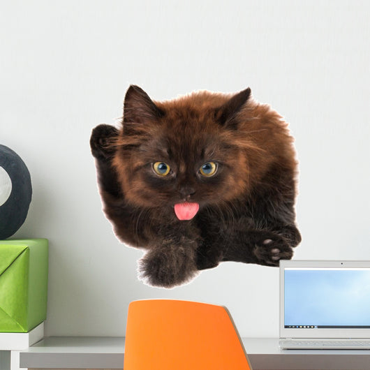 Cute Black Small Kitten Isolated
