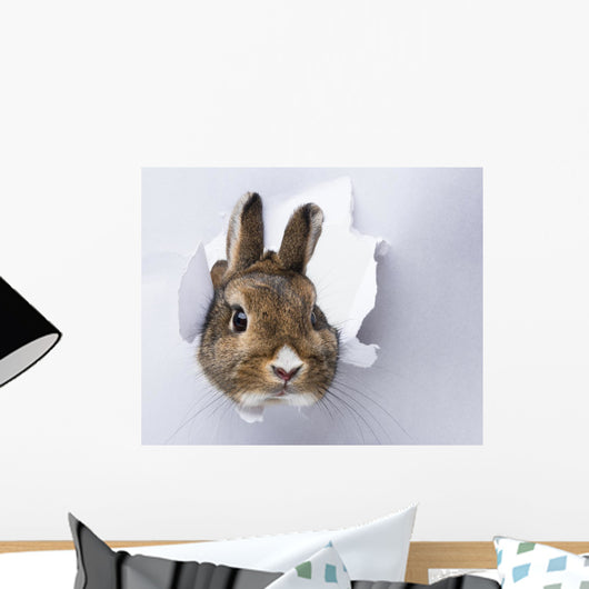 little rabbit looks through a hole in paper
