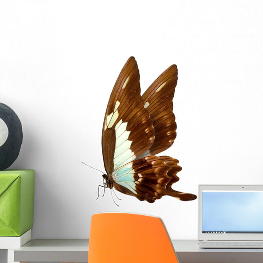 butterfly macro background Wall Mural