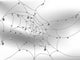 Spider web