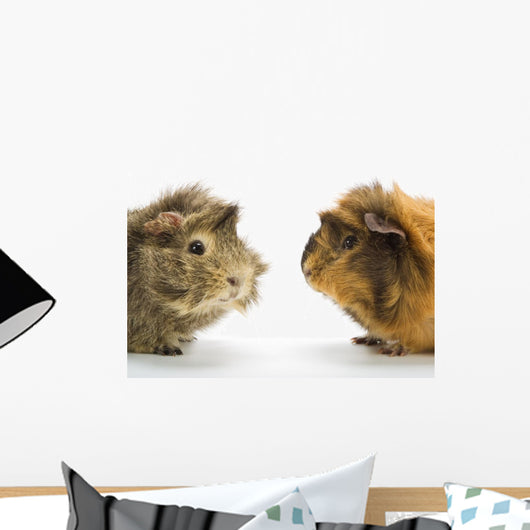 Guinea Pigs
