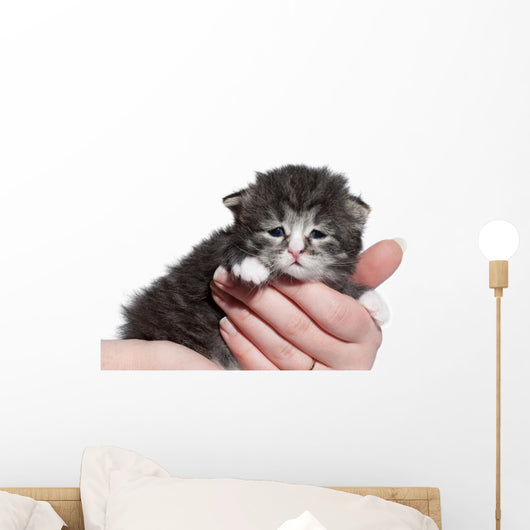 Tortie Siberian Kitten