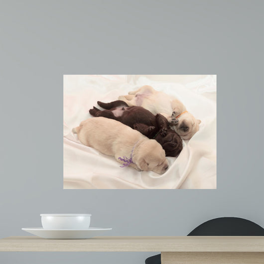 three labrador retriever puppies