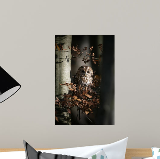 Tawny owl, Strix aluco,