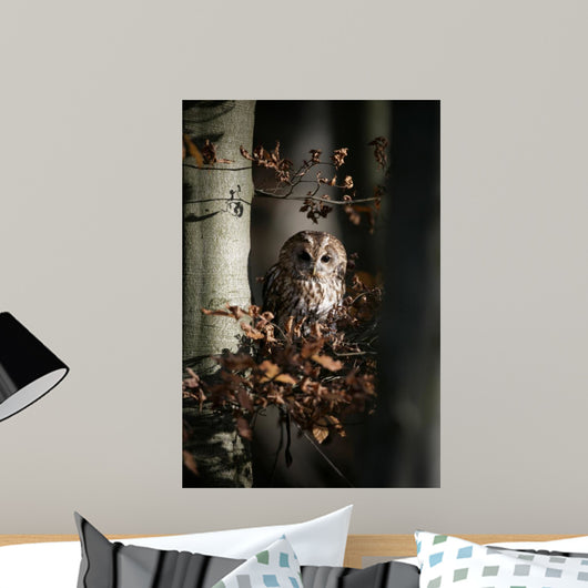 Tawny owl, Strix aluco,