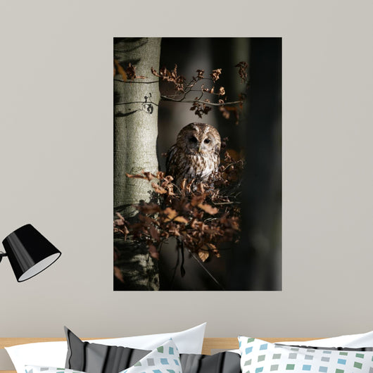 Tawny owl, Strix aluco,