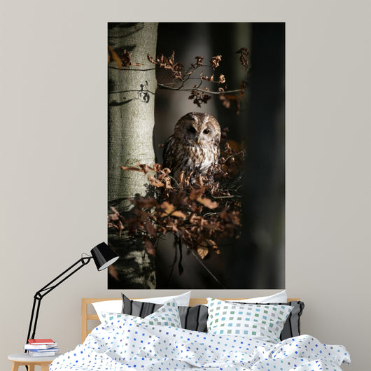 Tawny owl, Strix aluco,