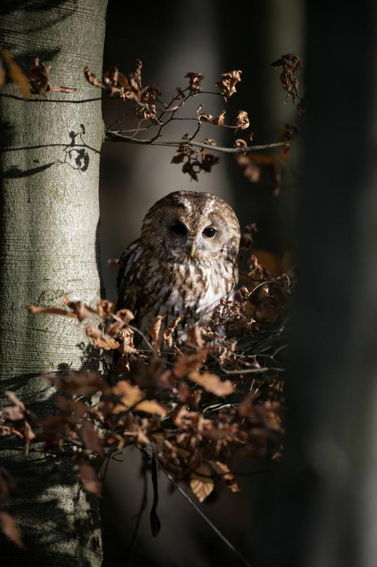 Tawny owl, Strix aluco,