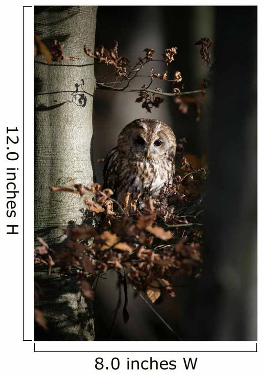 Tawny owl, Strix aluco,
