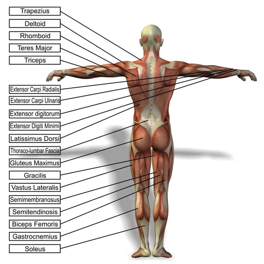 Human Man Anatomical Muscles Wall Mural