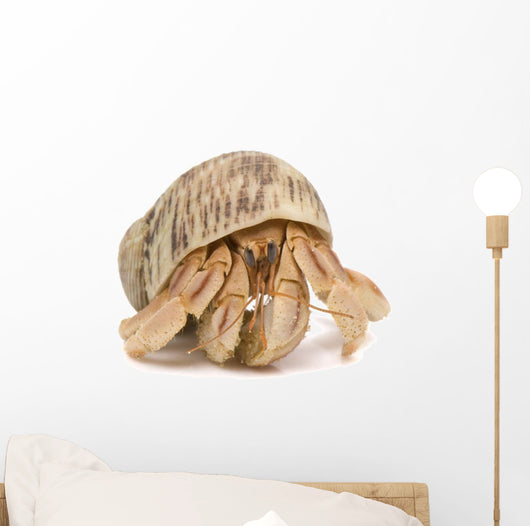 Crawling Hermit Crab Wall Decal