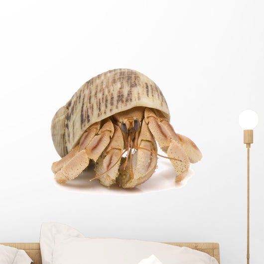 Crawling Hermit Crab Wall Decal
