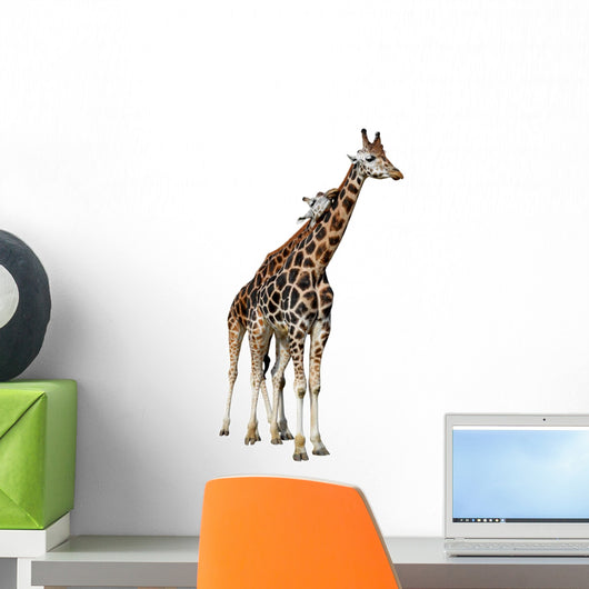 Loving Giraffes Isolated on White Background