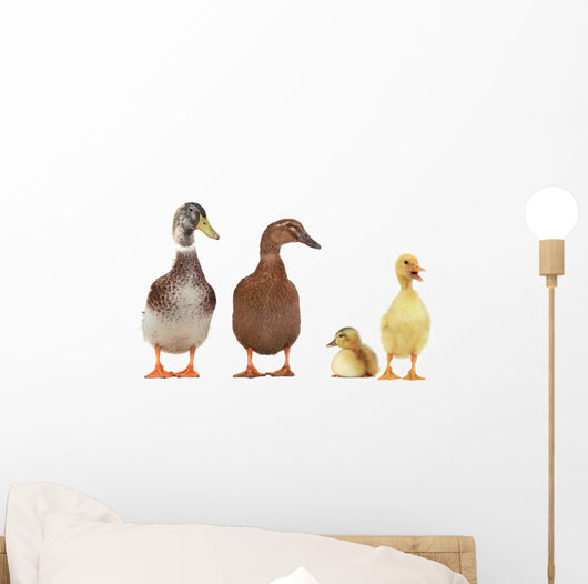 duck