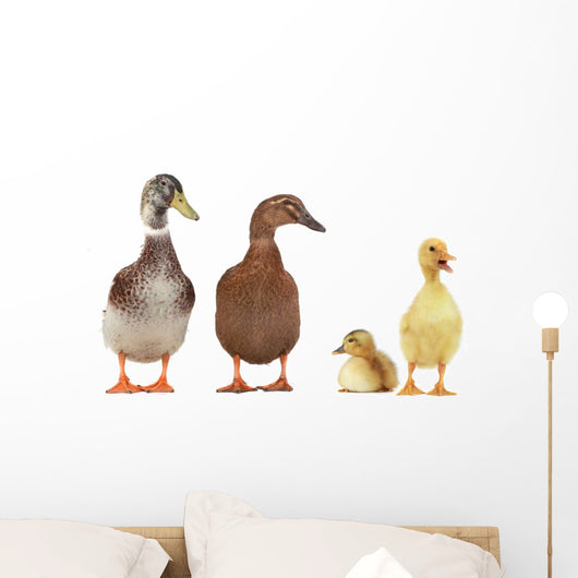 duck