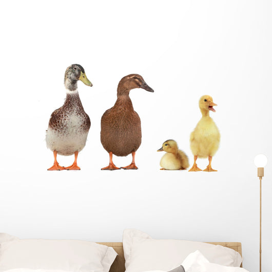 duck