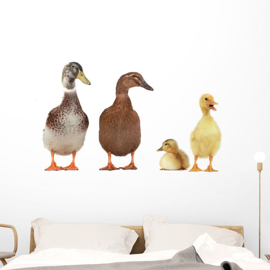duck