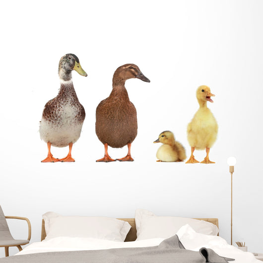 duck