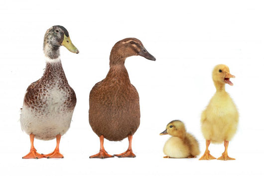 duck