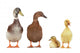 duck
