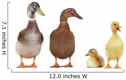 duck