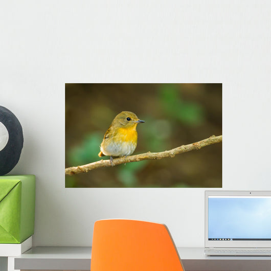 Front Side Portrait of Hill Blue Flycatcher (cyornis Banyumas