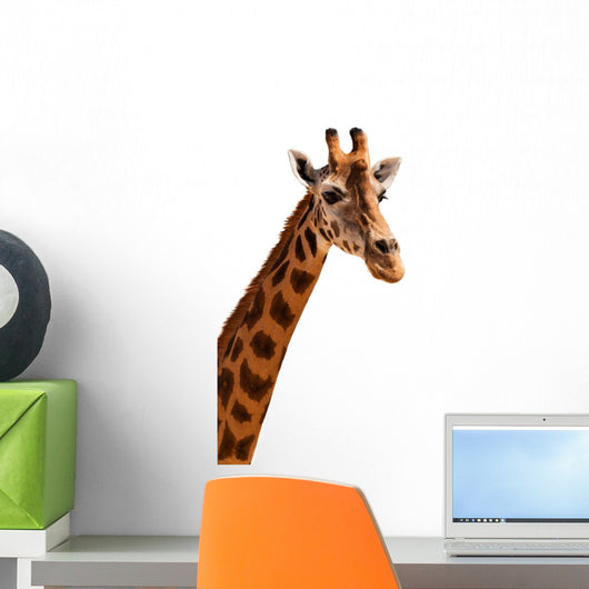 Giraffe Head Isolated