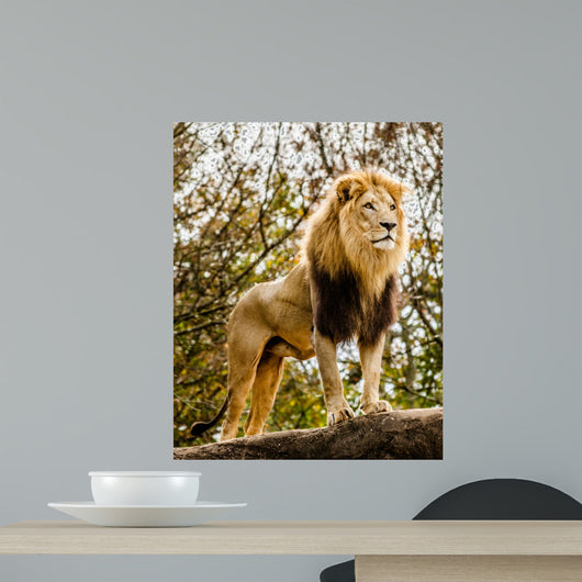 Male Lion Looking Out Atop Rocky Outcrop
