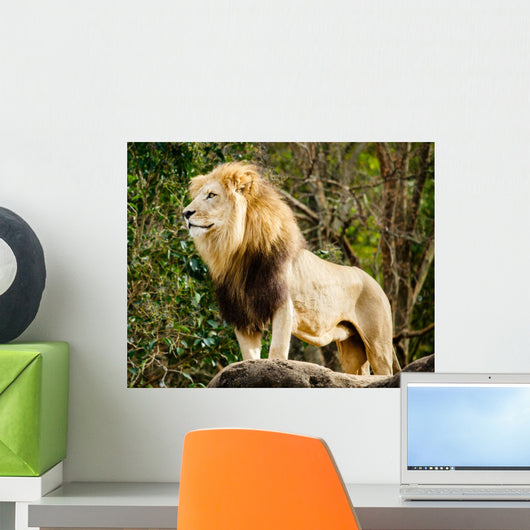 Male lion looking out atop rocky outcrop