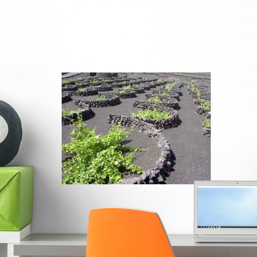 Looking Vineyards Valley Es Wall Decal