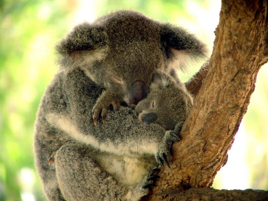 Siesta