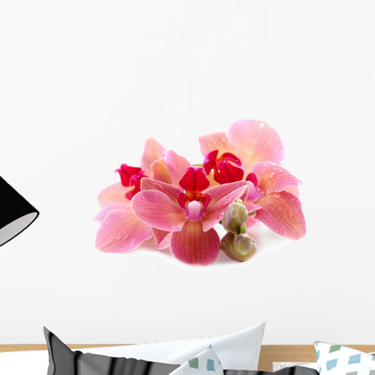 Beautiful Blooming Orchid Isolated on White Wall Decal