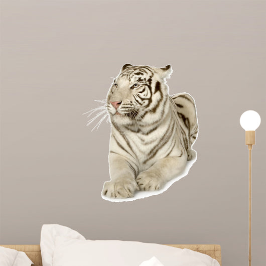 White Tiger (3 years)