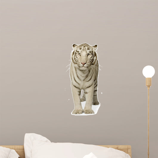 White Tiger (3 years)