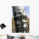 Birkenstamm Wall Mural