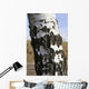 Birkenstamm Wall Mural
