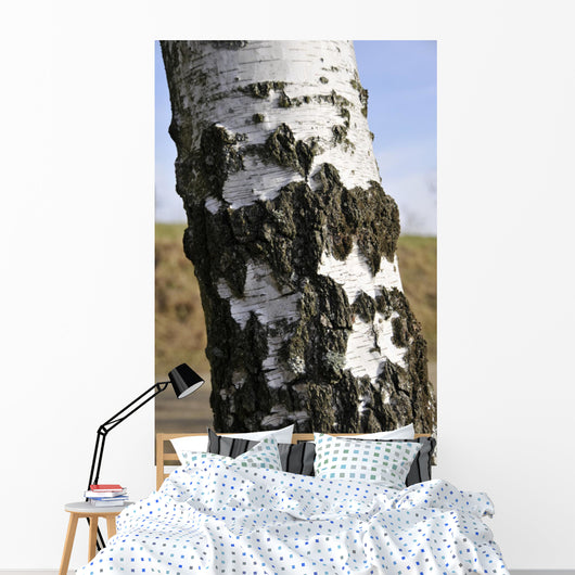Birkenstamm Wall Mural