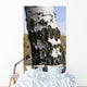 Birkenstamm Wall Mural