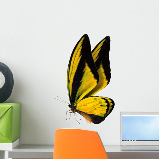 Butterfly Macro Background