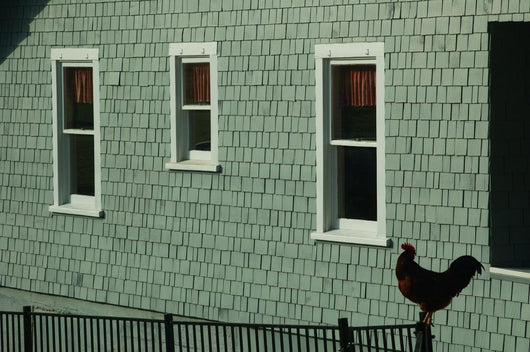 Rooster Silhouette