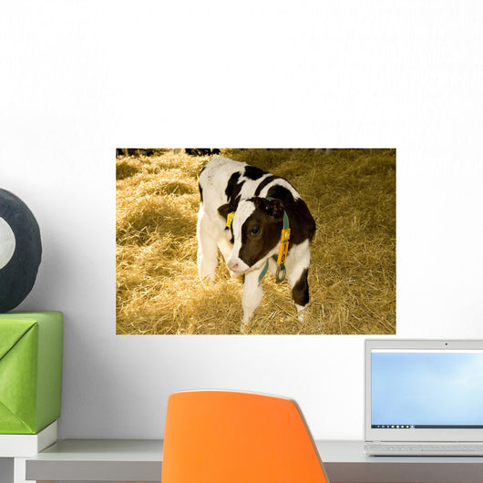 Cow Wall Mural