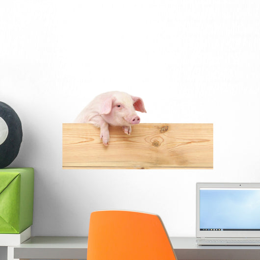 Pig with board