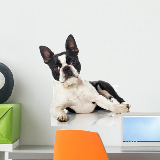 Boston Terrier Wall Decal